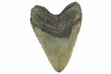 Massive, Fossil Megalodon Tooth - North Carolina #298785-2